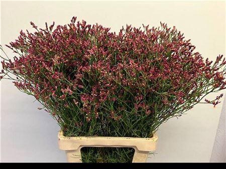 <h4>Lim Sin Scarlet Dia</h4>