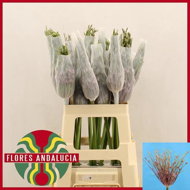 <h4>ALLIUM SCHUBERTII</h4>