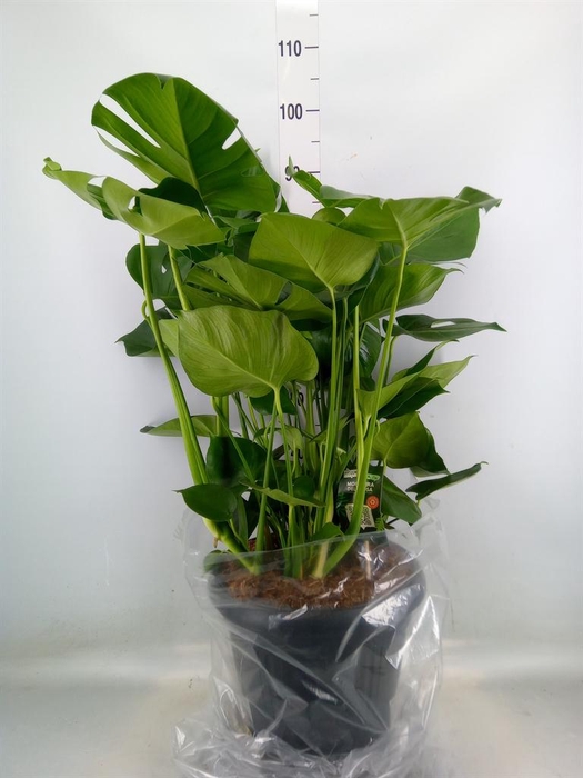 <h4>Monstera delic.</h4>