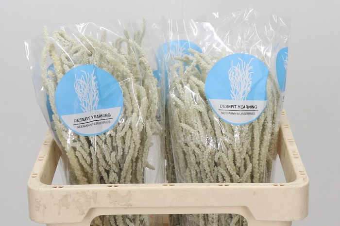 <h4>Amaranthus Yearming Desert</h4>
