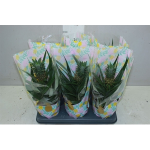 Ananas Mi Amigo
