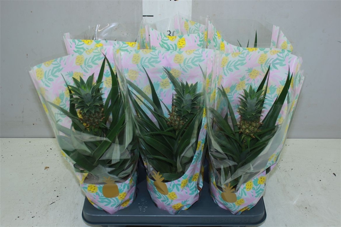 <h4>Ananas Mi Amigo</h4>