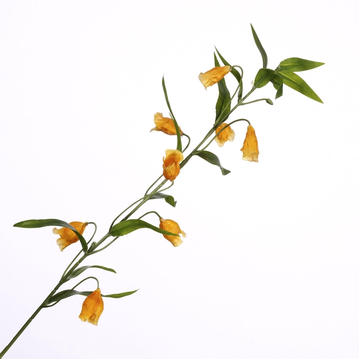 <h4>Sandersonia Spray Yellow FL440331YEL</h4>