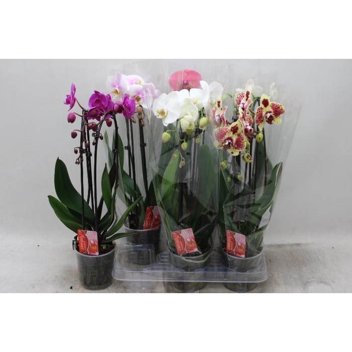 <h4>PHAL EL CASCADE</h4>