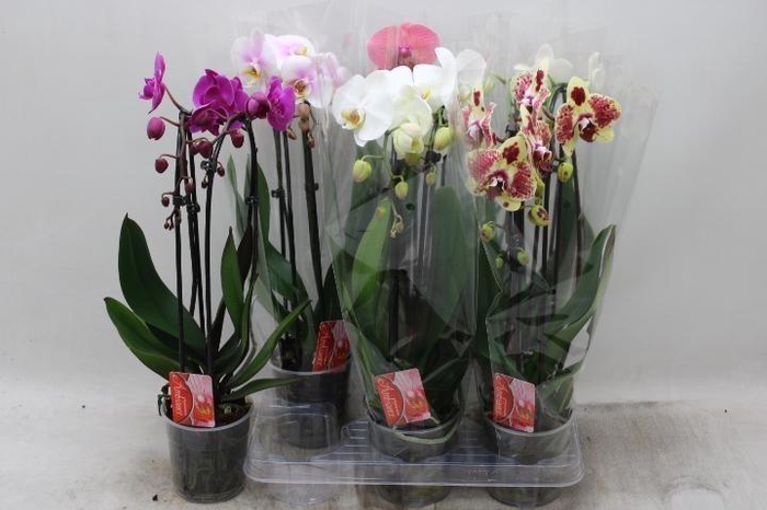 PHAL EL CASCADE
