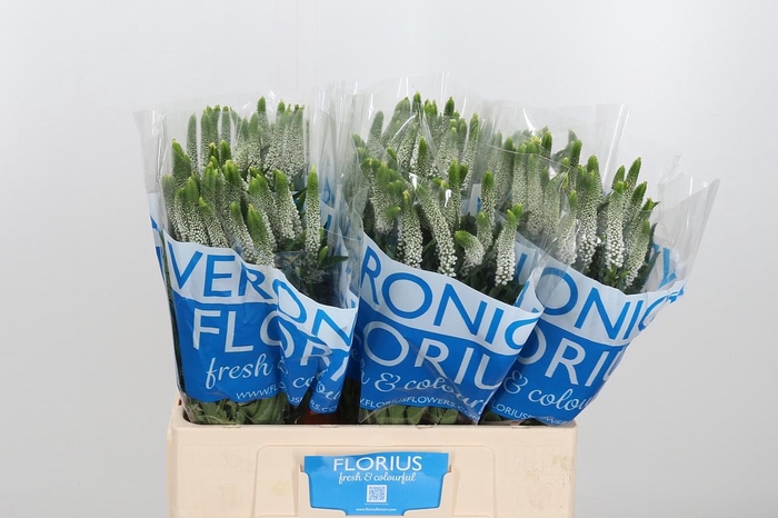 <h4>Veron Smart Luna Wit</h4>