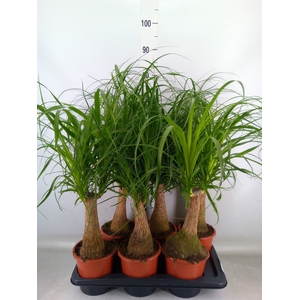 Beaucarnea recurvata