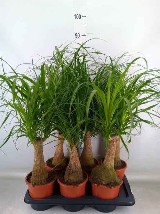 <h4>Beaucarnea recurvata</h4>