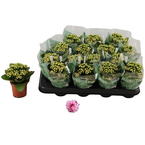 KAL GE ALANO BICOLOR