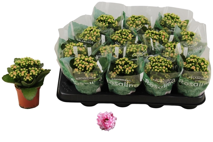 <h4>KAL GE ALANO BICOLOR</h4>