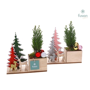 Kerst planter hout met Chamaecyparis