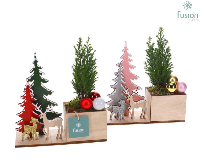 <h4>Kerst planter hout met Chamaecyparis</h4>