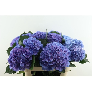 Hydr M Elbtal Blue 80-21