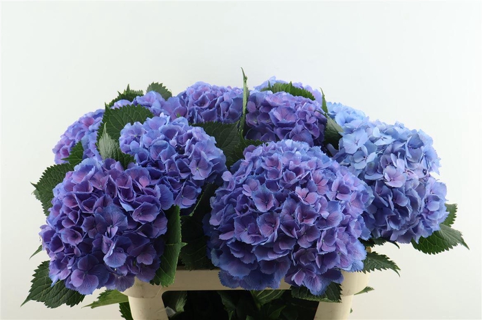 <h4>Hydr M Elbtal Blue 80-21</h4>