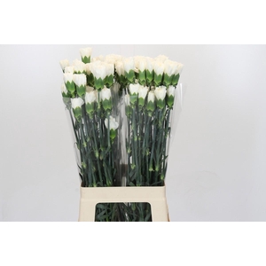 Dianthus St Moonlight