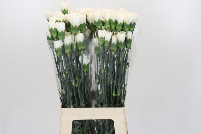 <h4>Dianthus St Moonlight</h4>