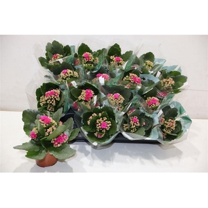 Kal Ge Don Victorio Cerise