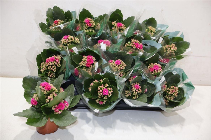 <h4>Kal Ge Don Victorio Cerise</h4>