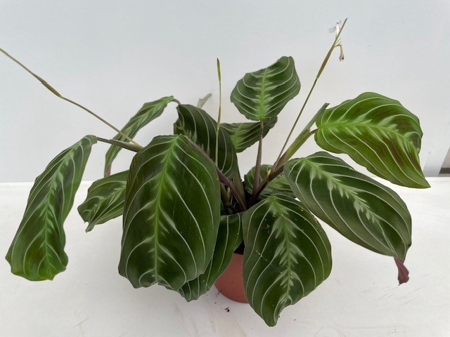 <h4>MARANTA EXCLUS DARK</h4>