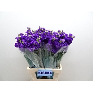 MATTH IRON PURPLE