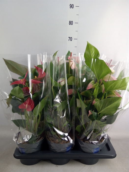 <h4>Anthurium   ...mix</h4>