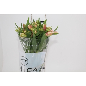 ALSTROEMERIA REBECCA 080 CM
