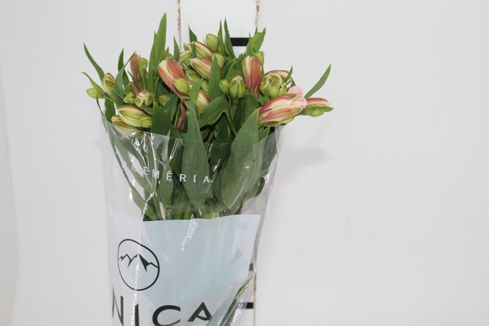 <h4>ALSTROEMERIA REBECCA 080 CM</h4>