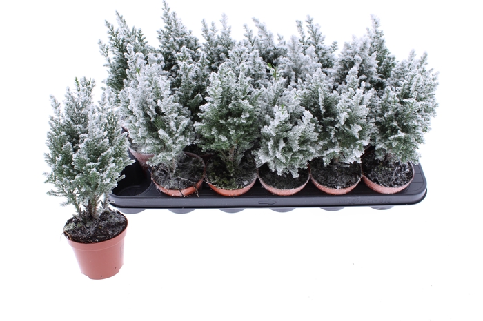 <h4>CHAM L ELLWOODII</h4>