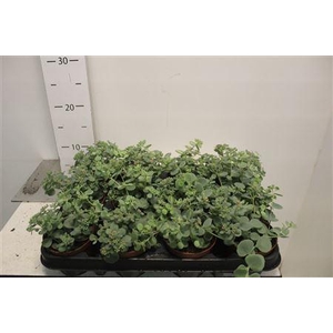 Sedum Sieboldii P8,5