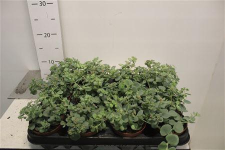 <h4>Sedum Sieboldii P8,5</h4>