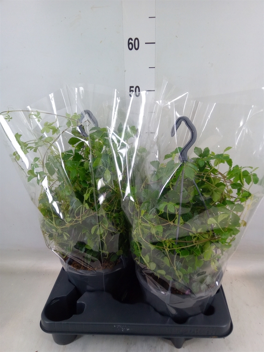 <h4>Parthenocissus  'Sugar Vine'</h4>