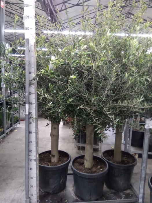 <h4>Olea europaea</h4>
