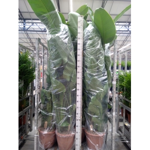 Strelitzia nicolai