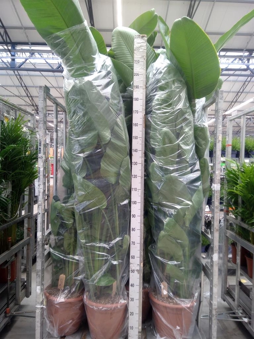 <h4>Strelitzia nicolai</h4>