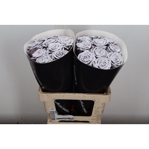 R Wx (rn) Wit Glitter