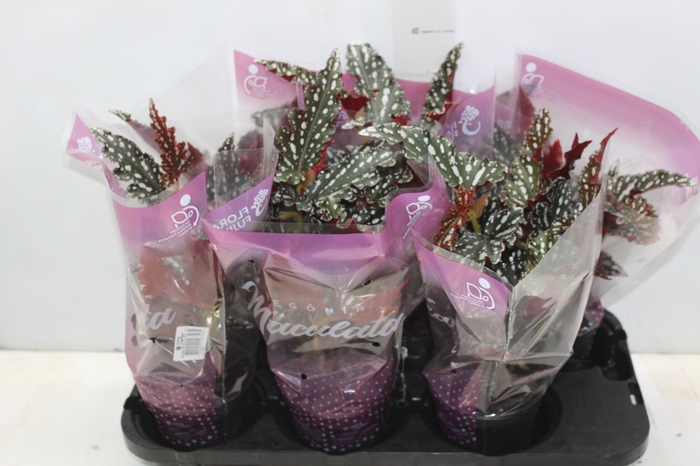 <h4>BEGONIA MACULATA SPOTLIGHT DARK P13</h4>