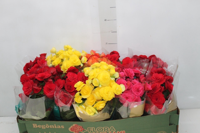 <h4>BEGONIA P11</h4>