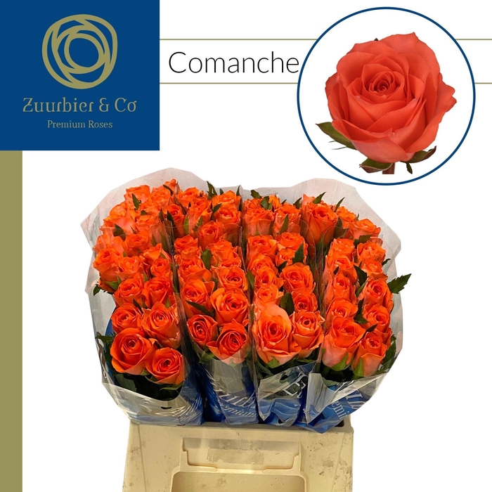 <h4>R GR Comanche 40</h4>