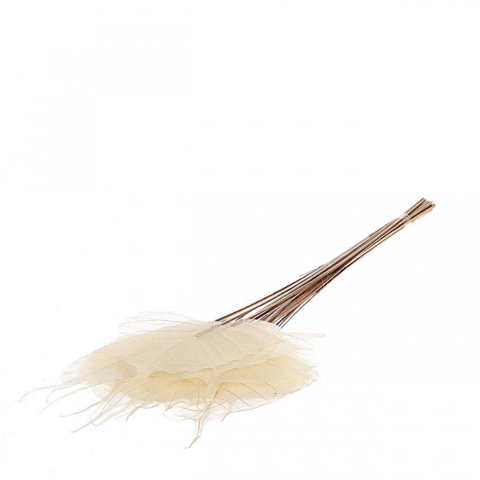 <h4>Droogbloem Skeleton leaf 55cm x25</h4>