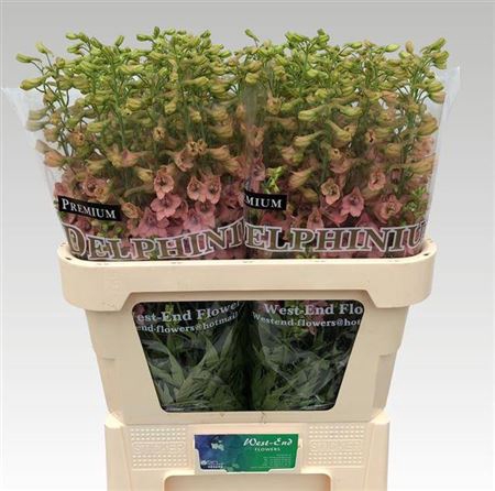 <h4>Delph En Pink Sensation</h4>