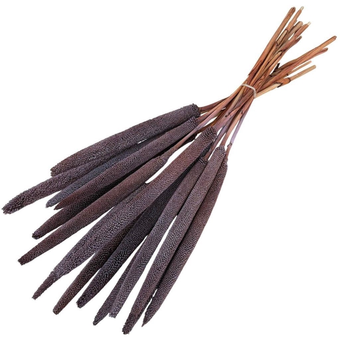 <h4>Dried flowers Babala 70cm x15</h4>