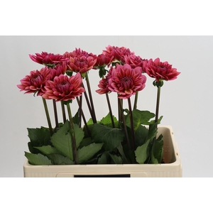 Dahlia Salmon Runner