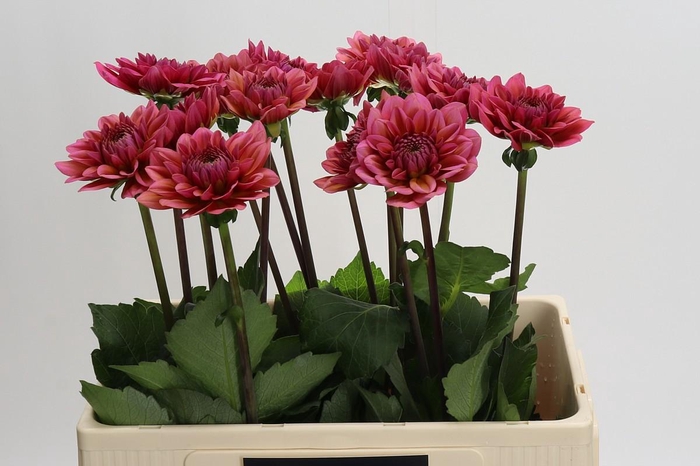 <h4>Dahlia Salmon Runner</h4>