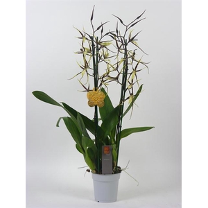 BRATONIA TOSCANE