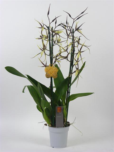 <h4>BRATONIA TOSCANE</h4>