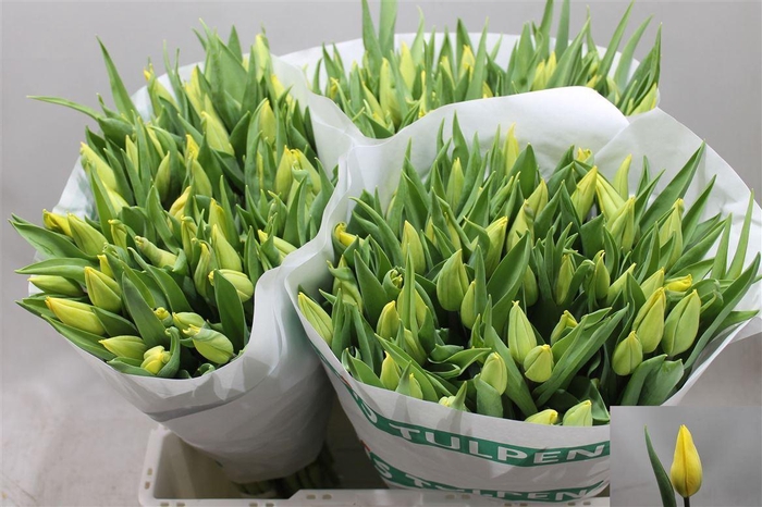 <h4>Tu En Strong Gold</h4>