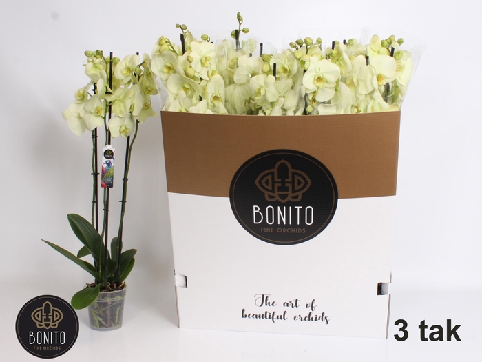 <h4>PHAL OV GEEL</h4>