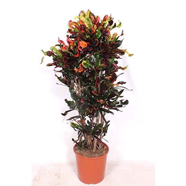 <h4>Codiaeum Mammi (Croton Mammi)</h4>