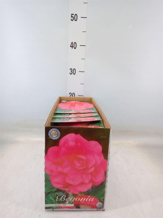 <h4>Flowerbulbs, corns or tubers   ...</h4>