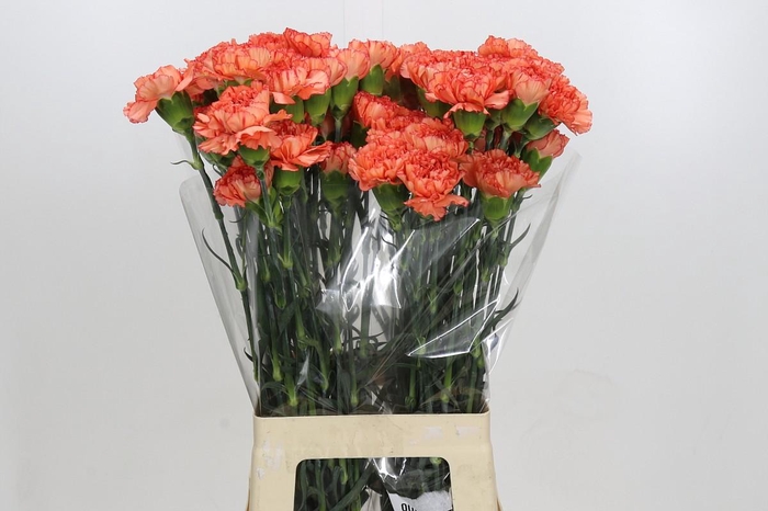 Dianthus St Kalimero